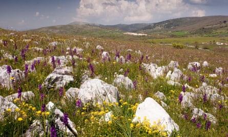 Wild spring flowers in Europe: readers’ travel tips | Europe holidays