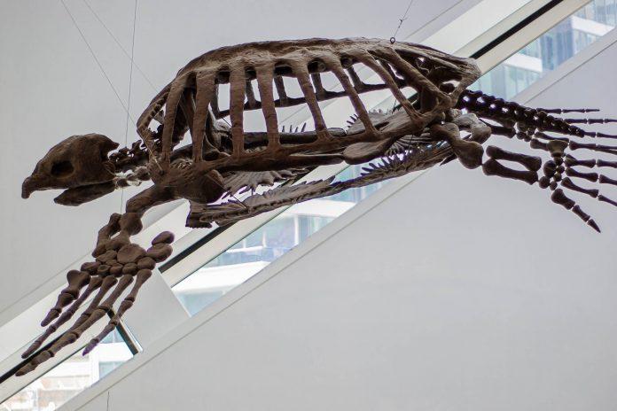 Royal Ontario Museum in Toronto, Canada